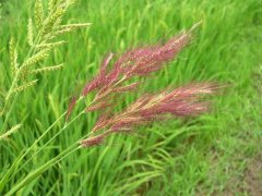 糧食安全檢測儀器，糧食重金屬檢測儀