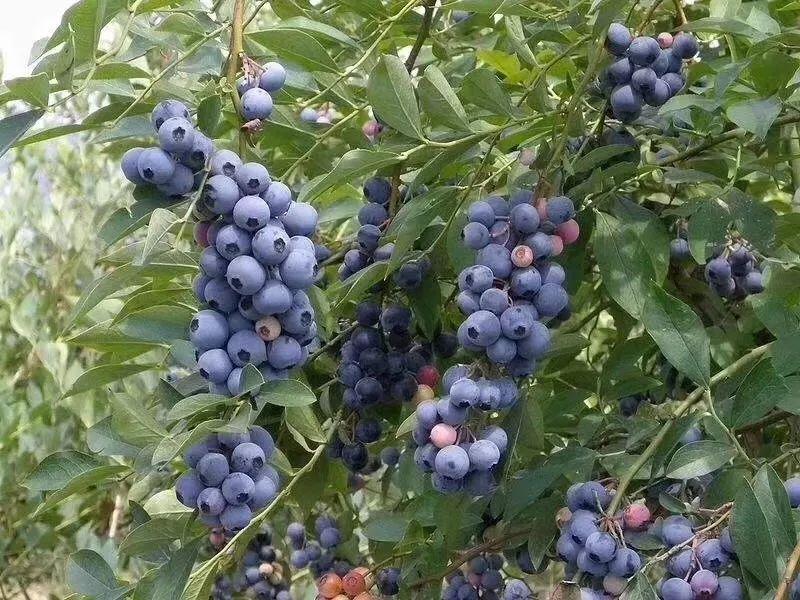 藍莓表面的白霜是農藥殘留嗎？農藥殘留檢測儀來回答