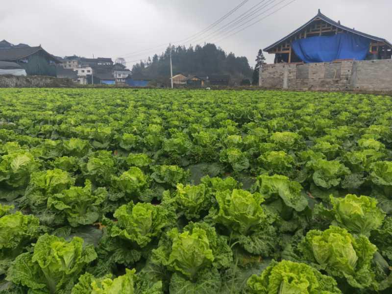 便攜式植物營養測定儀，對農業種植有什么幫助