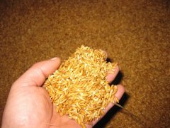 糧食中的真菌毒素怎么檢測？